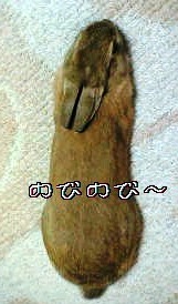 nobi.jpg